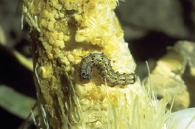 Fig. 06A. Photograph of corn earworm larva damaging kernels of corn (Zea mays).