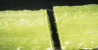 Fig. 07C. Photograph of slimy strings stretching between cut stems.