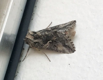 Fig. 08B. Photograph of adult cutworm moth.