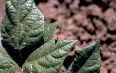 Fig. 09A. Photograph of flea beetle found on bean plant (Phaseolus vulgaris).
