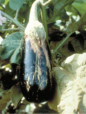Fig. 05B. Photograph of damage from thrips on an eggplant. 