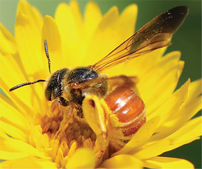 Photograph of a bee on a flower.