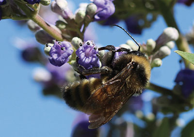 Fig. 04: Photograph of a bee and several purple funnel-shaped flowers.