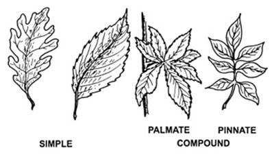 Fig. 02: Illustration of different leaf shapes.