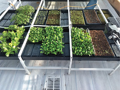 Fig. 02: Photograph of several trays of seedling plants in starter plugs.