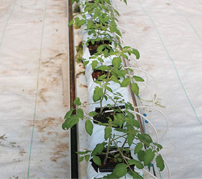 Fig. 03A: Photograph of a row of a bag culture system growing several immature tomato plants.