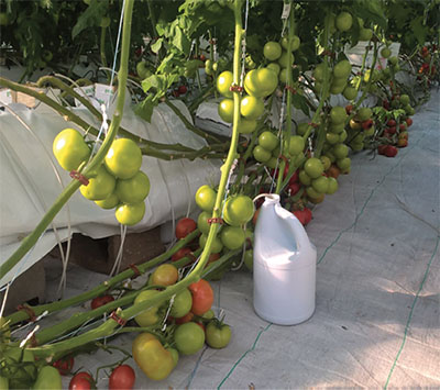 Fig. 03B: Photograph of a row of a bag culture system growing several fruiting tomato plants, with a jug collecting excess leachate.