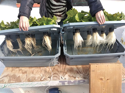 Fig. 04: Photograph of a person opening two plastic boxes showing plants set in the lid, with the roots hanging below.