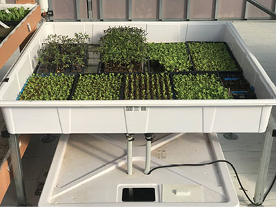 Fig. 05A: Photograph of a large tray filled with smaller trays of plant seedlings in plugs.