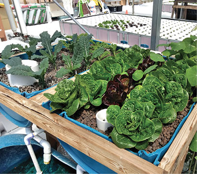 Fig. 05B: Photograph of a tray filled with mature lettuce and salad greens plants.