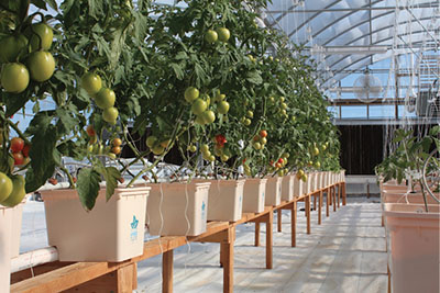 Fig. 06: Photograph of a long shelf topped with mature tomato plants in buckets.