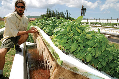 Fig. 07: Photograph of a person lifting a long foam raft off of a tank of water. The raft is covered in mature basil plants.