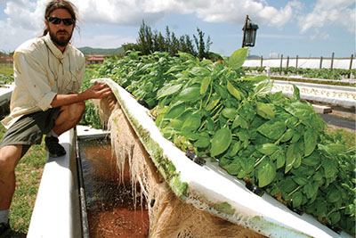 Hydroponic Wick Systems