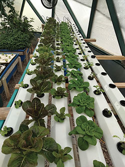 Fig. 08: Photograph of several long tubes with holes cut out with lettuce plants growing in the hole.