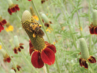Fig. 01: Photograph of a bee on a prairie coneflower.