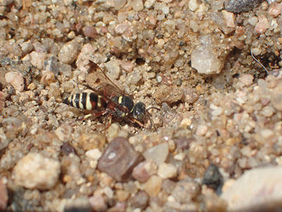 Fig. 02: Photograph of a vespid wasp on the ground.