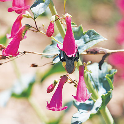 Fig. 01: Photograph of several penstemon flowers with a bee in one of the flowers.