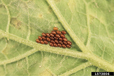 Fig. 01: Photograph of a group of squash bug eggs on a leaf.