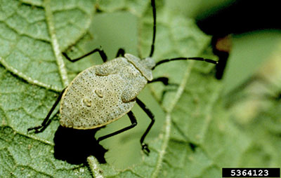 Fig. 02: Photograph of a squash bug nymph.