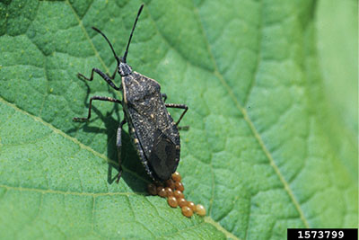 Fig. 03: Photograph of an adult squash bug laying eggs.