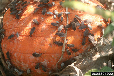 Fig. 04: Photograph of many squash bugs on a pumpkin.