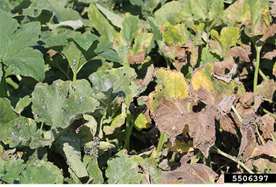 Fig. 05: Photograph of damaged squash leaves.