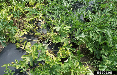 Fig. 06: Photograph of watermelon plants showing symptoms of cucurbit yellow vine disease.