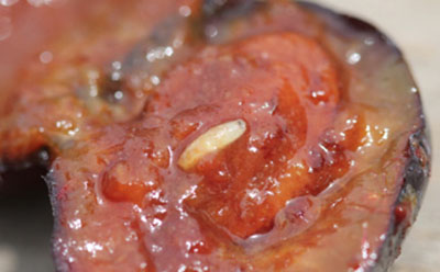 Fig. 01A: Photograph of an apple maggot larva in a plum.