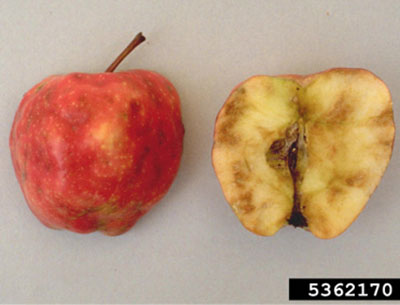 Fig. 01C: Photograph of apple maggot damage on an apple.