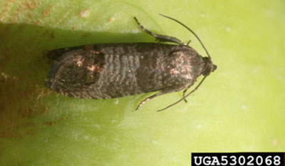 Fig. 02A: Photograph of an adult codling moth.