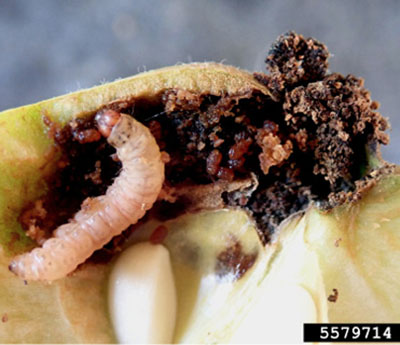 Fig. 02B: Photograph of damage on an apple from late-stage codling moth larva.