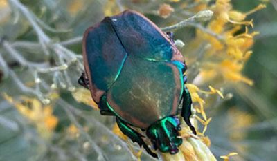 Fig. 03A: Photograph of a green fruit beetle adult.