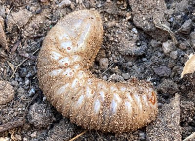 Fig. 03B: Photograph of a green fruit beetle grub in soil.
