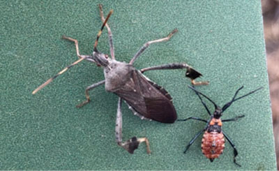 Fig. 04A: Photograph of an adult and nymph leaf-footed bug.