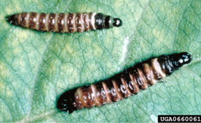 Fig. 05A: Photograph of two peach twig borer larvae on a leaf.