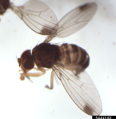 Fig. 06A: Photograph of a male spotted wing drosophila adult.