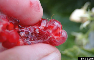 Fig. 06B: Photograph of a spotted wing drosophila larva in a raspberry.