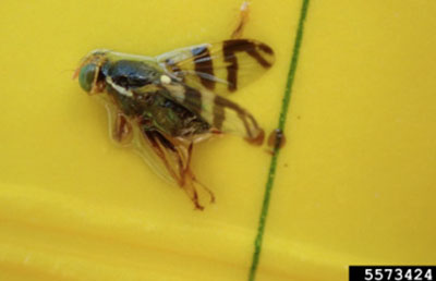 Fig. 07: Photograph of a wester cherry fruit fly on a yellow sticky trap.
