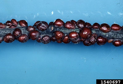 Fig. 10: Photograph of European fruit lecanium scales on a twig.
