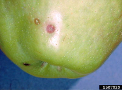 Fig. 11: Photograph of San Jose scale on apple.