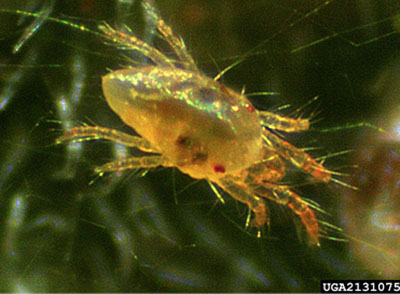 Fig. 12A: Photograph of an adult two-spotted spider mite.