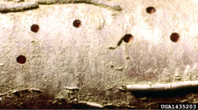 Fig. 16A: Photograph of shothole borer holes on a log.