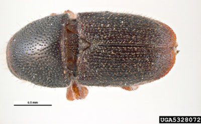 Fig. 16B: Photograph of an adult shothole borer bettle.