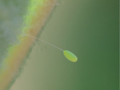 Fig. 18A: Photograph of a lacewing egg on a slender stalk.