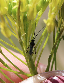 Fig. 22: Photograph of a parasitoid wasp.