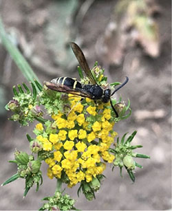 Fig. 23: Photograph of a wasp on a flower.