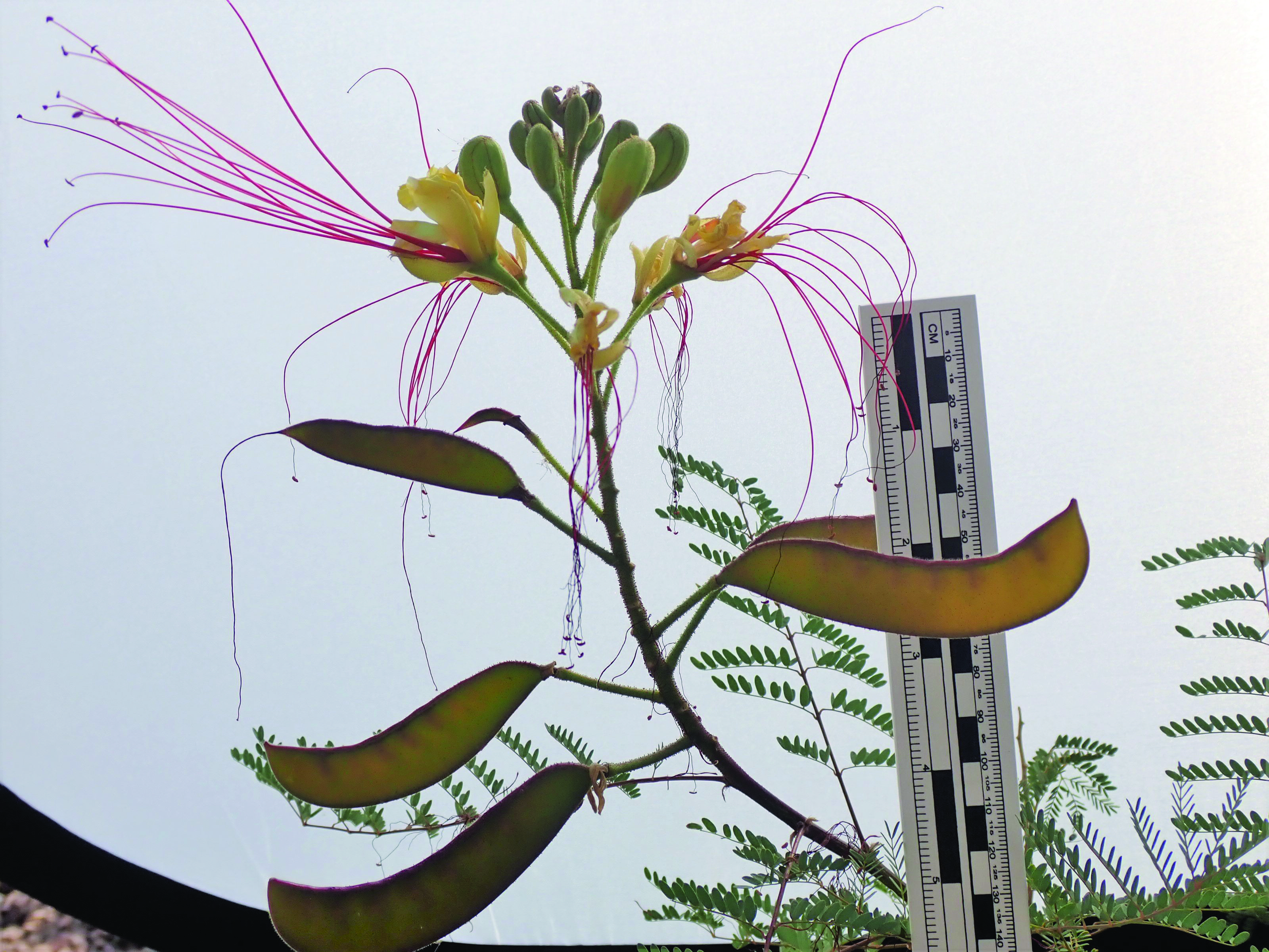 Figure 3 Flowers, side view with fruit  (Courtesy Casey Spackman)