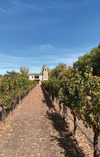 Photograph of conventionally maintained vineyard rows in Albuquerque, NM, showcasing inter-row cultivation.