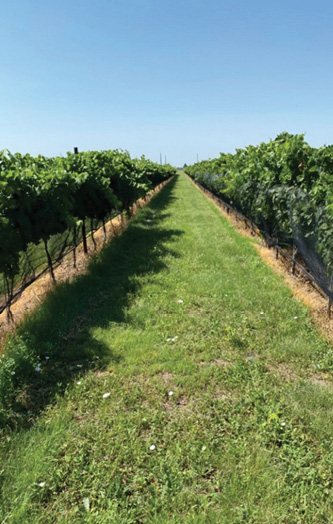 Photographs of rows of grapevines in Portales, Roosevelt County, NM showing bermudagrass ground cover between rows and herbicide-treated vine rows.