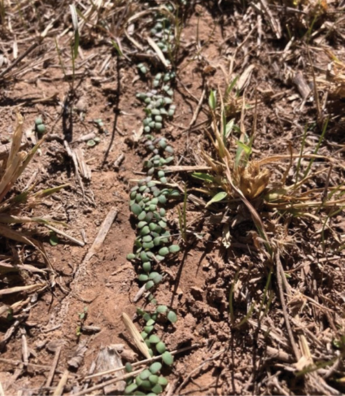 Photograph of winter camelina juvenile plants germinating through existing ground cover residue. 